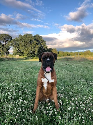 Hampshire Dog Boarding