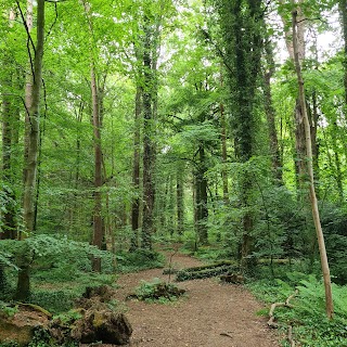 Belvoir Park Forest
