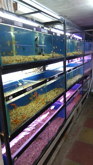 Ellis's Pet Store