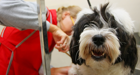 Happy Tails Grooming