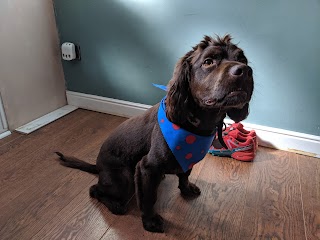 Chelsea's Pawfessional Dog Groomers