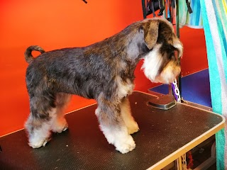 Dog Grooming Rainham Salon-Bona&Beauty