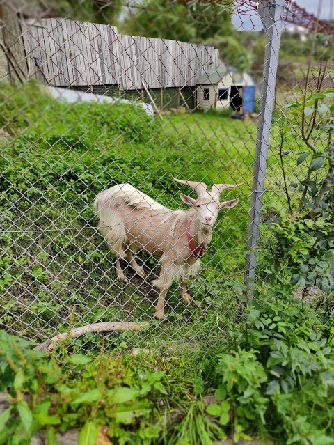 Brockswood Animal Sanctuary