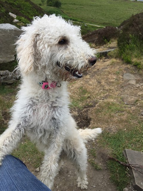 Cullingworth Pooches Playground