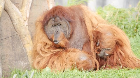 The Islands at Chester Zoo