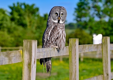 Herrings Green Activity Farm & Bird of Prey Centre