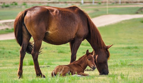 Natural Animal Health