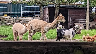 Cats Whiskers Cattery