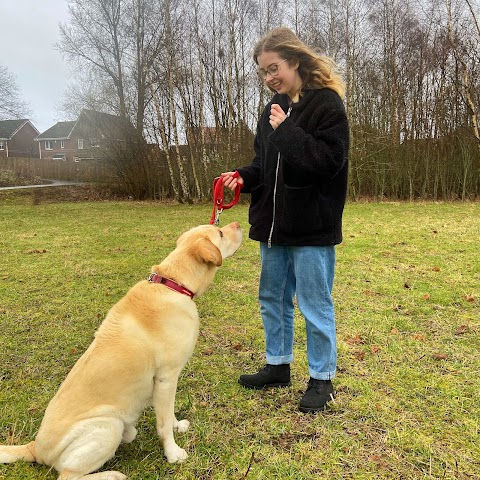 Wee Waggy Walks