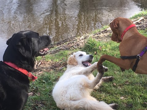 River Dog Walking