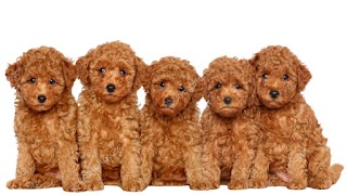 Poodles & Pals Dog Grooming