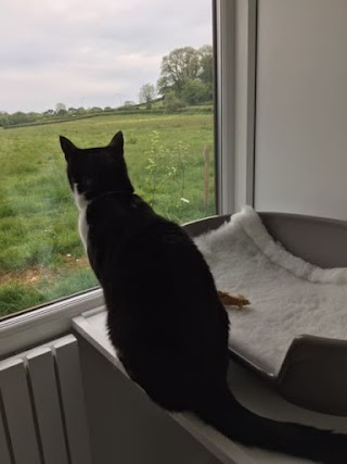 Apple Blossom Cattery