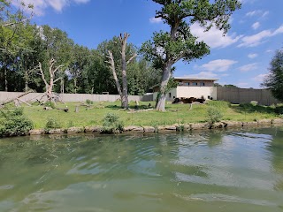 Gorilla Enclosure