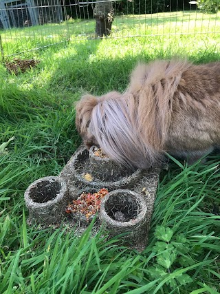 Garden Lodge small pet boarding