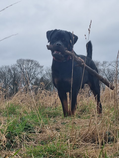 Roxy's Walkies