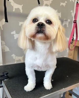 Lola's Dog Grooming Liverpool