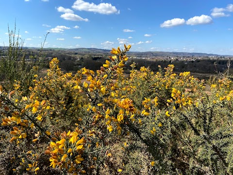 Hartlebury Common