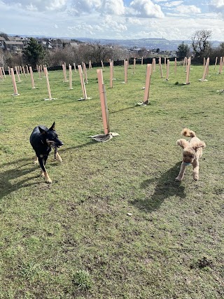 Dogs Love Walkies - Huddersfield