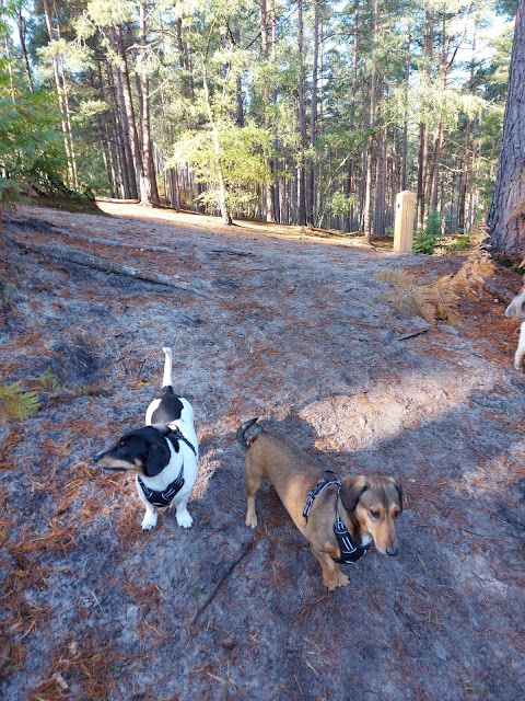 Alfie's Pals Dog Walking