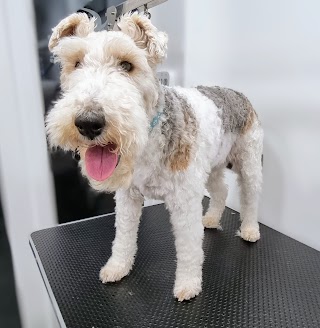 Aspire Dog Grooming