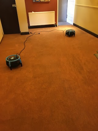 Dirtfree Carpet Cleaning