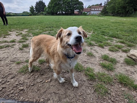 Hounds & Bounds Paws Paddock secure dog field