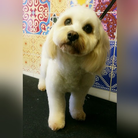 Paw in Hand dog grooming