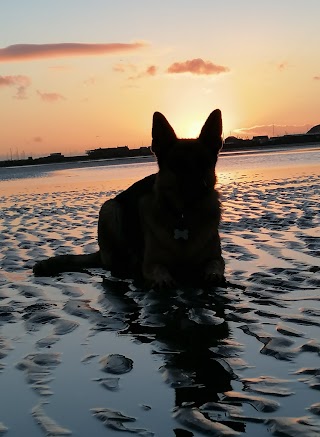 Howth Dog Sitter