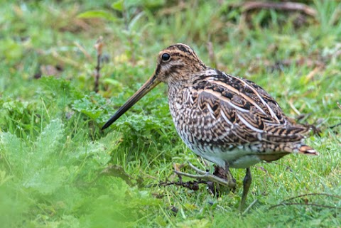 RSPB Belfast's Window on Wildlife