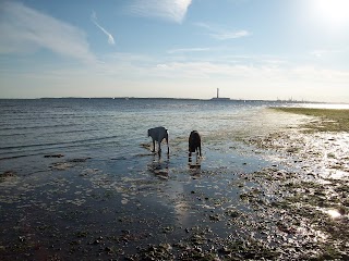 Clare's Hotel For Dogs