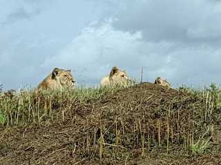 Lion enclosure