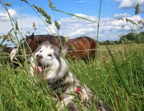 Paws 4 Life, Dog Walker