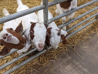 Church Farm Tea Rooms & Childrens Farm