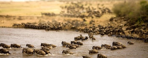 AfricanMecca Safaris