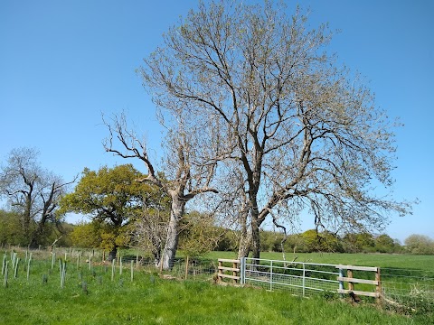 Wellesley Water Meadow