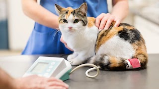 Catcuddles Cat Clinic