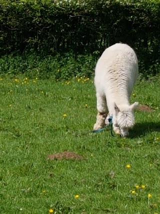 Pine Tree Alpacas