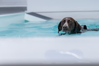 Aquapaws Canine Hydrotherapy & Fun Swim