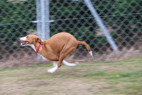 Clarks Hill Kennels & Cattery