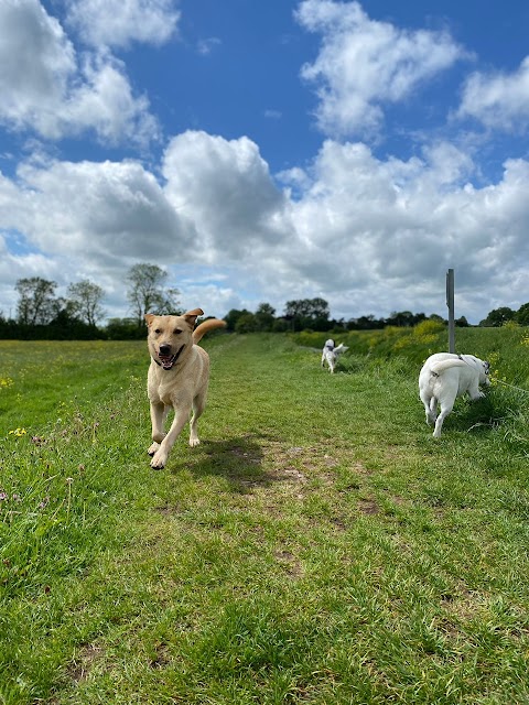 Friends For Pets - dog walking, dog day care & pet sitting