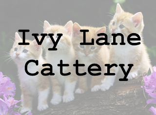 Ivy Lane Cattery