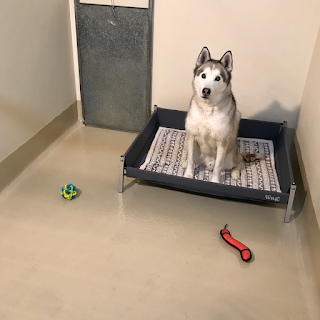 Denford Edge Boarding Kennels