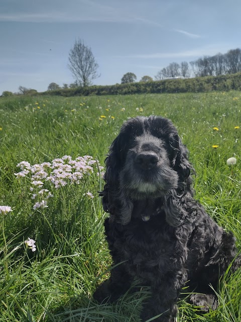 Daisy's Dog Walking