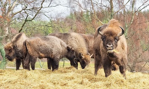 Highland Wildlife Park