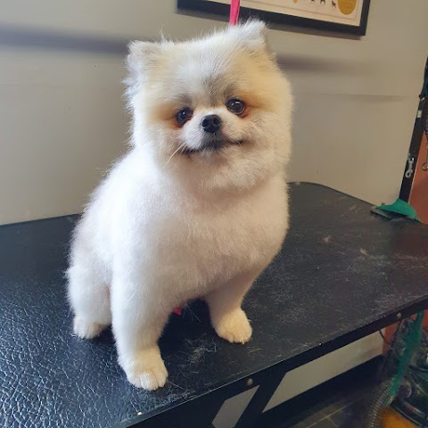 Pampered Paws Dog Grooming