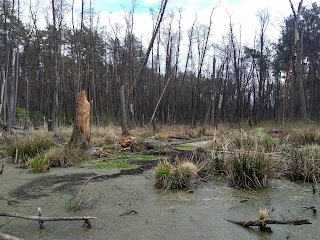 Романівське болото Пам'ятка природи