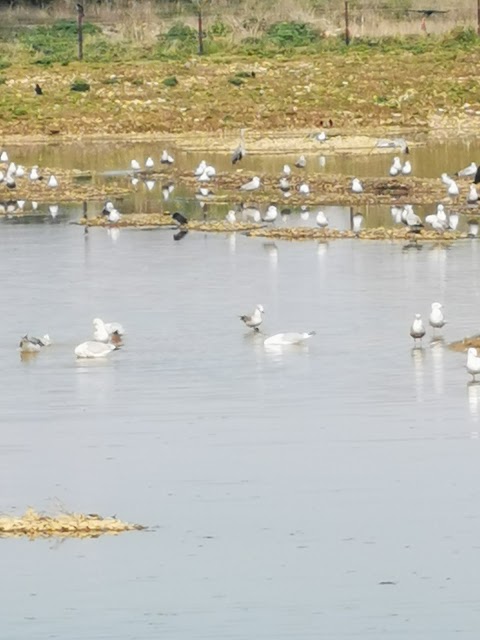 Beddington Farmlands