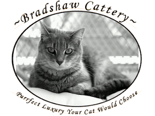 Bradshaw Cattery