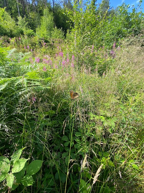 Craig Gwladys Country Park