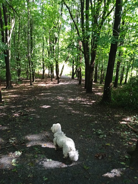 Barnett Demesne Trails & Jumps Park